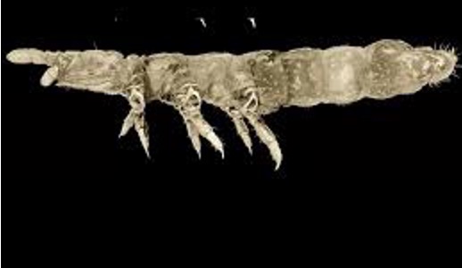 Tiny ‘ghost creatures’ from Antarctica give insight into past, current climate change